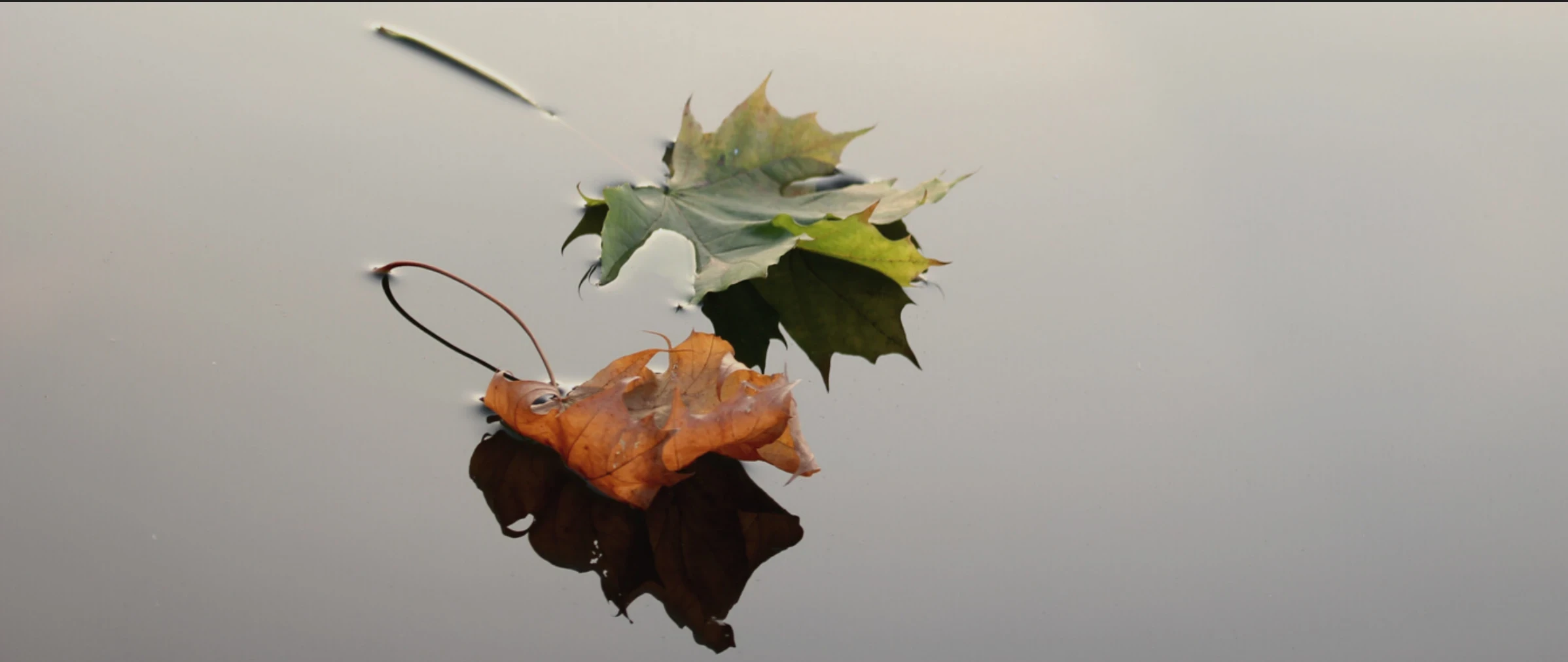 hojas flotando